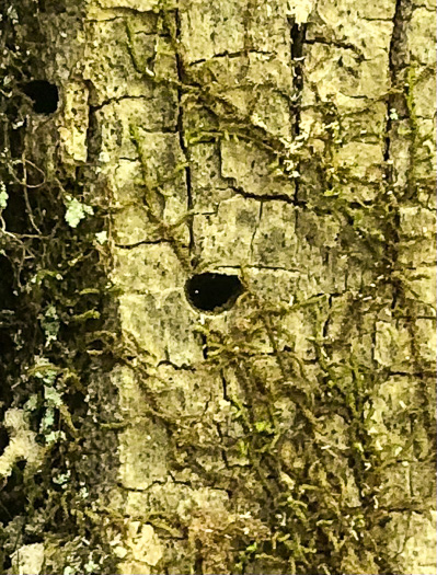 image of Fraxinus pennsylvanica, Green Ash, Red Ash