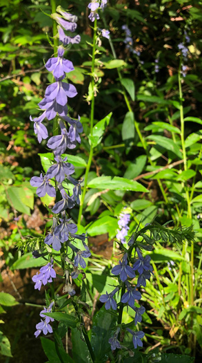 image of Lobelia amoena, Southern Lobelia