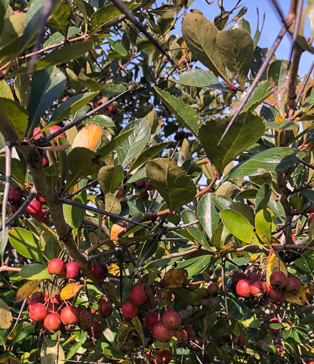 image of Crataegus crus-galli var. crus-galli, Cockspur Hawthorn