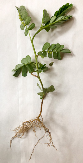 Phyllanthus urinaria ssp. urinaria