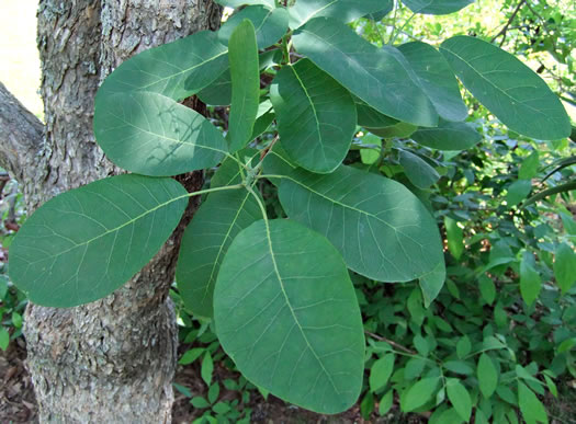 image of Cotinus obovata, American Smoketree