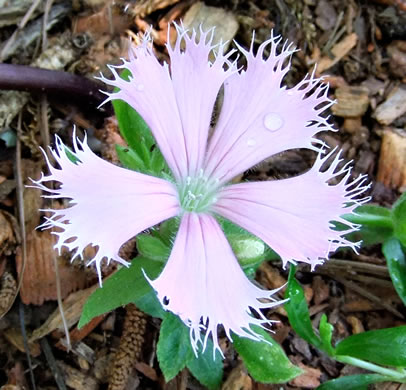 image of Silene catesbyi, Eastern Fringed Campion, Eastern Fringed Catchfly