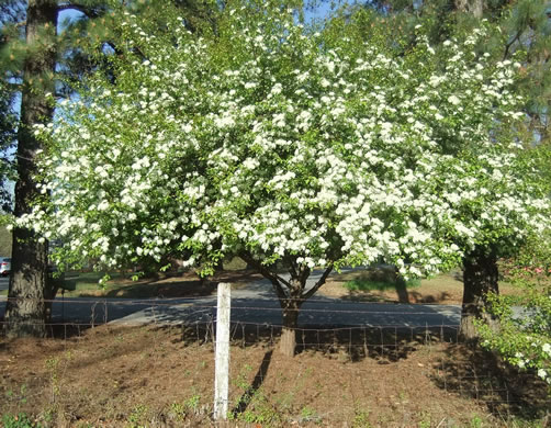 image of Viburnum prunifolium, Blackhaw, Nannyberry
