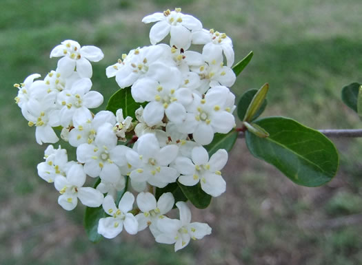 image of Viburnum obovatum, Small-leaf Virburnum, Walter's Viburnum