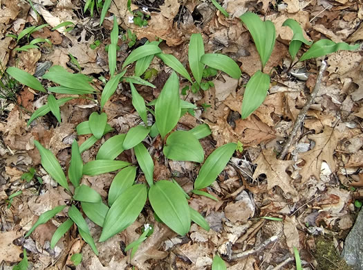 image of Allium tricoccum, Red Ramps, Rampscallions, Wild Leek