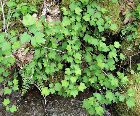 image of Ribes cynosbati, Prickly Gooseberry, Dogberry