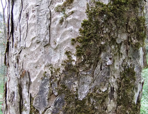 image of Aesculus flava, Yellow Buckeye