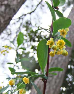 image of Berberis canadensis, American Barberry, Allegheny Barberry