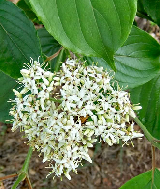 image of Swida amomum, Silky Dogwood, Bush Dogwood, Silky Cornel