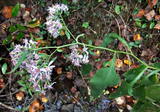 flower of Symphyotrichum urophyllum, White Arrowleaf Aster, Arrowleaf Blue Wood Aster