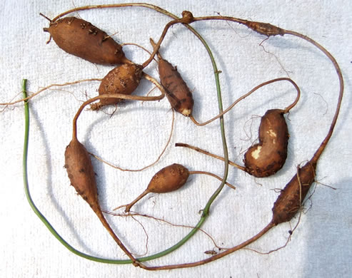 image of Apios americana, American Groundnut