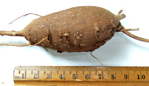 image of Apios americana, American Groundnut, Common Groundnut