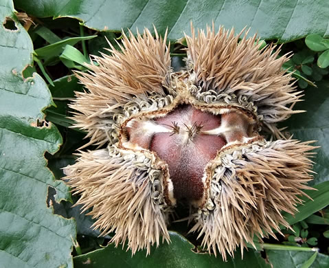 image of Castanea mollissima, Chinese Chestnut