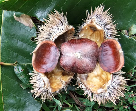 image of Castanea mollissima, Chinese Chestnut