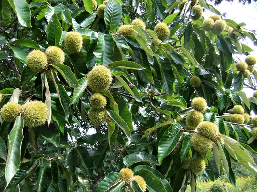 image of Castanea mollissima, Chinese Chestnut