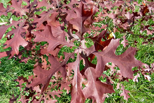 image of Quercus texana, Nuttall Oak, Texas Red Oak