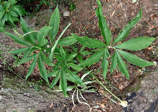 image of Pinellia pedatisecta, Chinese Green Dragon, Fan-leaf Chinese Green Dragon, Pinellia