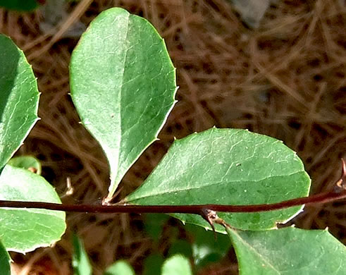 image of Berberis canadensis, American Barberry, Allegheny Barberry