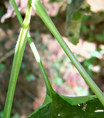 image of Symphyotrichum urophyllum, White Arrowleaf Aster, Arrowleaf Blue Wood Aster