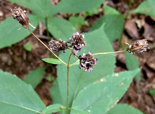 image of Coreopsis latifolia, Broadleaf Coreopsis, Broadleaf Tickseed