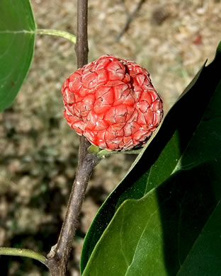 image of Maclura tricuspidata, Cudrania, Strawberry-bush, Chinese Che