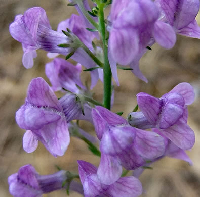 image of Linaria purpurea, Purple Toadflax
