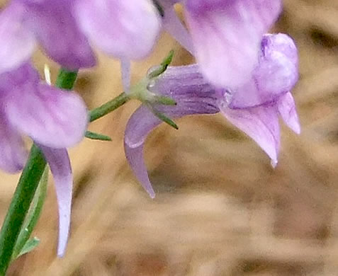 image of Linaria purpurea, Purple Toadflax