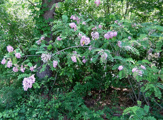 image of Robinia viscosa, Clammy Locust