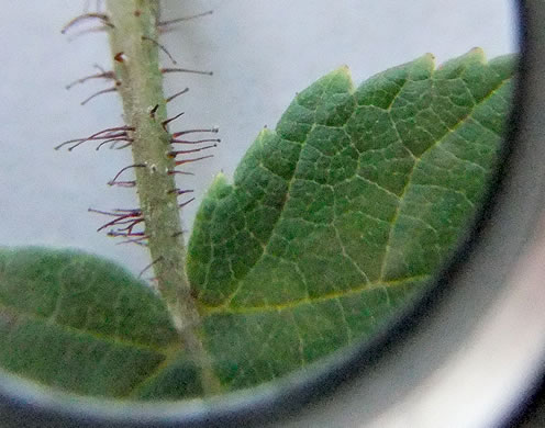 image of Corylus americana, American Hazelnut, American Filbert