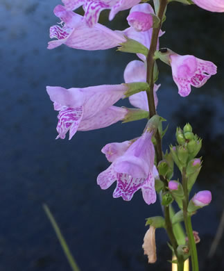 flower of Physostegia leptophylla, Tidal Marsh Obedient-plant, Swamp Obedient-plant, Narrowleaf Obedient-plant, Slenderleaf False Dragonhead