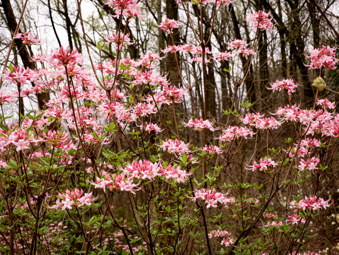 image of Rhododendron canescens, Piedmont Azalea, Southern Pinxter Azalea, Hoary Azalea