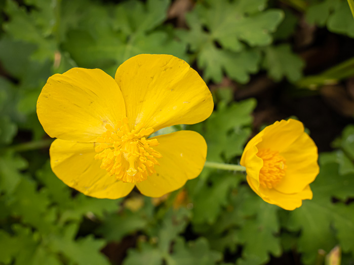 image of Stylophorum diphyllum, Celandine-poppy, Woods-poppy