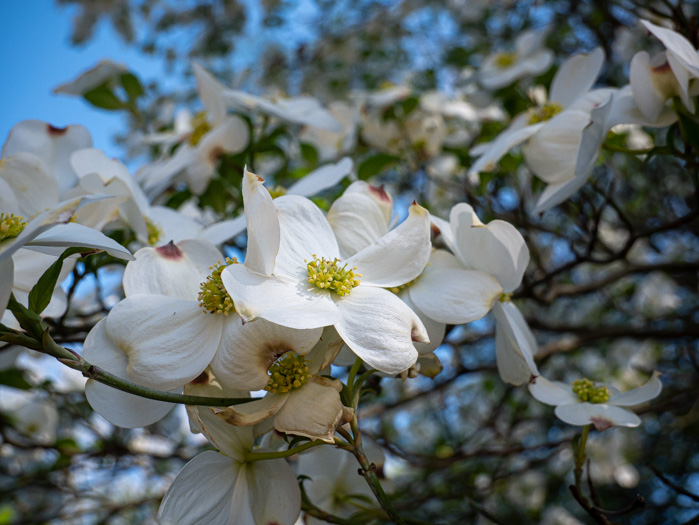 image of Benthamidia florida, Flowering Dogwood