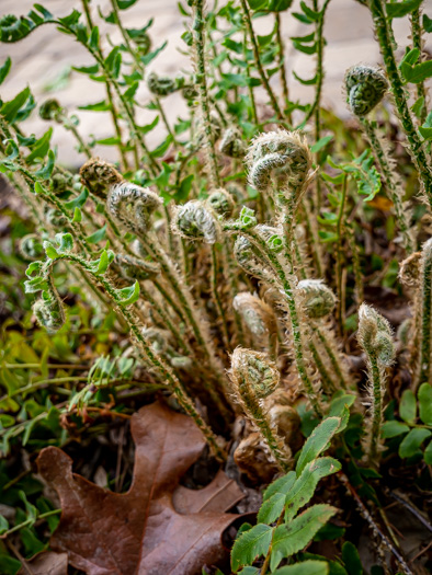 image of Polystichum acrostichoides, Christmas Fern