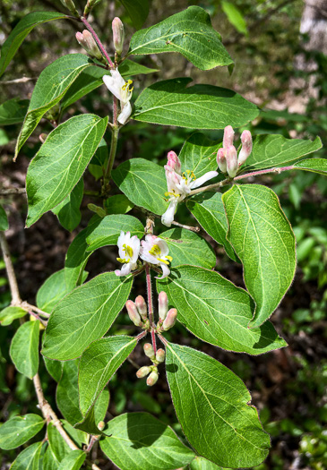 image of Lonicera maackii, Amur Bush-honeysuckle, Amur Honeysuckle