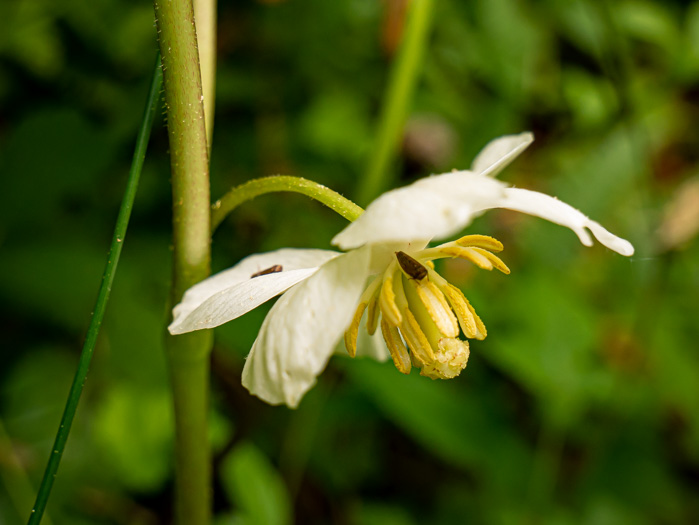 image of Podophyllum peltatum, May-apple, American Mandrake