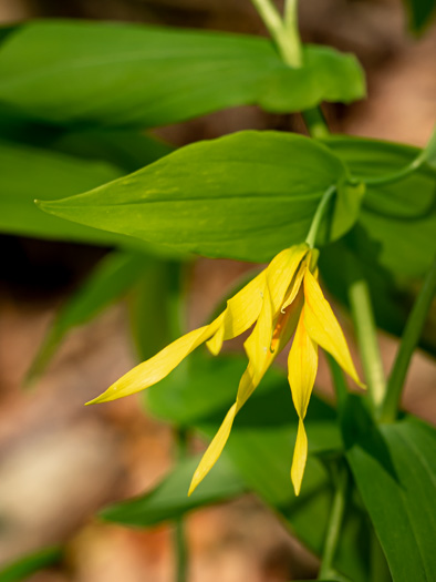 image of Uvularia grandiflora, Large-flowered Bellwort