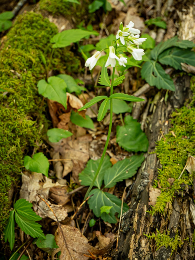 image of Cardamine angustata, Eastern Slender Toothwort