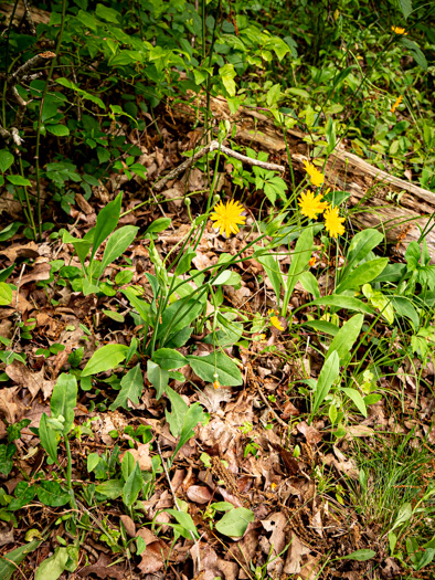 image of Pilosella flagellaris, Whiplash Hawkweed