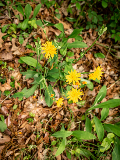 Pilosella flagellaris, Whiplash Hawkweed