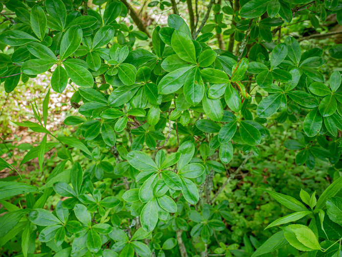 image of Rhododendron viscosum var. viscosum, Swamp Azalea, Clammy Azalea, Swamp Honeysuckle, Catchfly Azalea