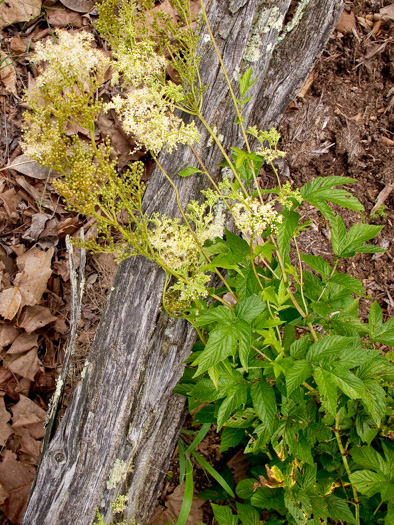 image of Filipendula ulmaria, Queen-of-the-Meadow, Meadowsweet