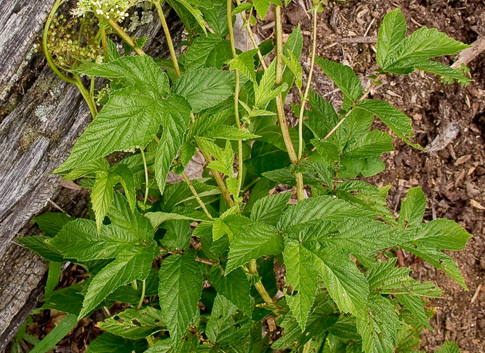 leaf or frond of Filipendula ulmaria, Queen-of-the-Meadow, Meadowsweet
