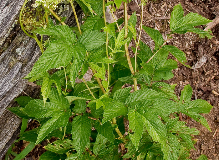 image of Filipendula ulmaria, Queen-of-the-Meadow, Meadowsweet