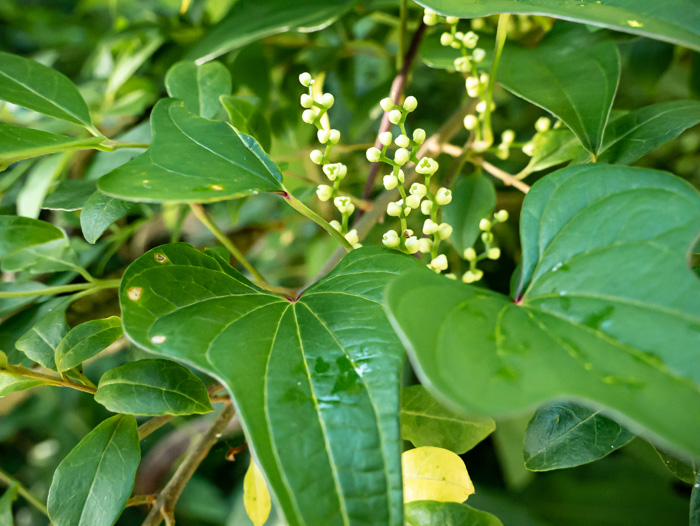 image of Dioscorea polystachya, Cinnamon Vine, Chinese Yam