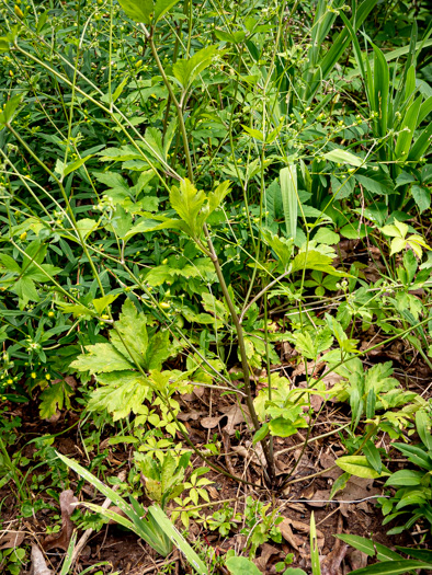image of Sanicula canadensis var. grandis, Large Sanicle, Long-styled Canada Sanicle, Large Black-snakeroot