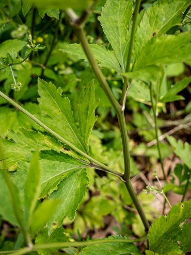image of Sanicula canadensis var. grandis, Large Sanicle, Long-styled Canada Sanicle, Large Black-snakeroot