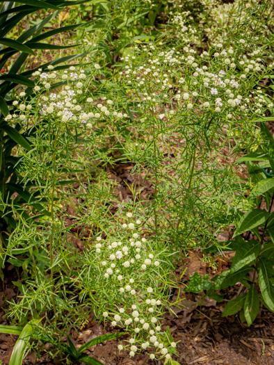 image of Pycnanthemum tenuifolium, Narrowleaf Mountain-mint, Slender Mountain-mint, Savanna Mountain-mint