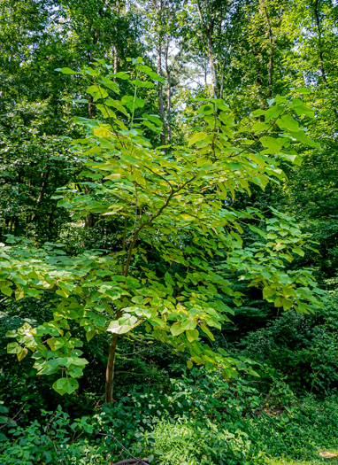 image of Paulownia tomentosa, Princess Tree, Empress Tree, Royal Paulownia