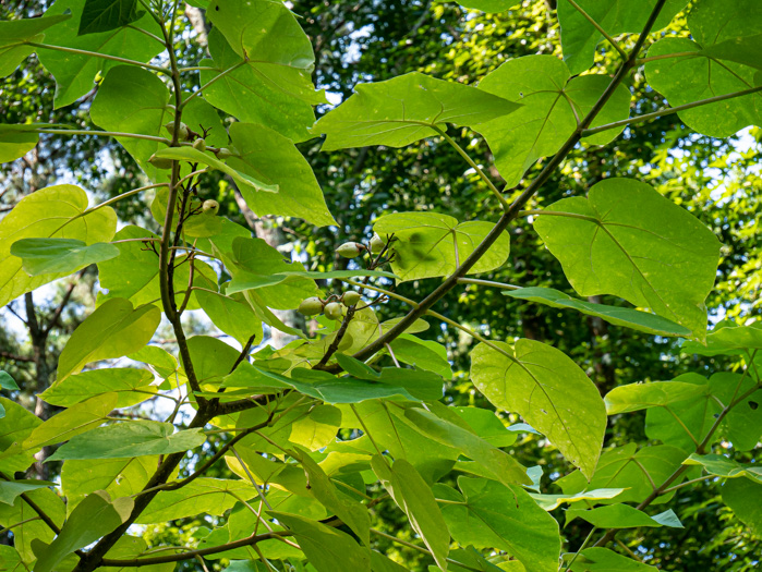 image of Paulownia tomentosa, Princess Tree, Empress Tree, Royal Paulownia